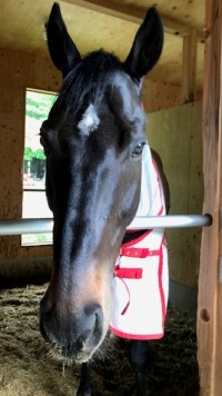 馬場馬 売り馬情報 ドレッサージ プラスオール福岡