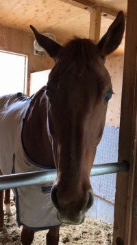 馬場馬 売り馬情報 ドレッサージ プラスオール福岡